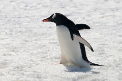 11D Gentoo Penguin Scurries Across Our Path On Aitcho Barrientos Island In South Shetland Islands On Quark Expeditions Antarctica Cruise.jpg